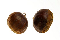 Sweet chestnuts (Castanea sativa), Europe
