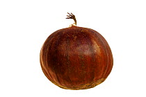 Sweet chestnut (Castanea sativa), Europe