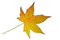American Sweetgum / Redgum (Liquidambar styraciflua) leaf in autumn colours, native to North America