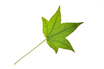 American Sweetgum / Redgum (Liquidambar styraciflua) leaf, native to North America