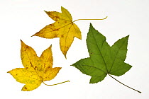 American Sweetgum / Redgum (Liquidambar styraciflua) leaves in autumn colours, native to North America