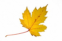 Sycamore / Sycamore maple (Acer pseudoplatanus) leaf in autumn colours, Belgium