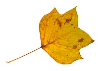 Tulip tree / Tulip poplar / Yellow poplar (Liriodendron tulipifera) leaf in autumn colours, native to eastern North America