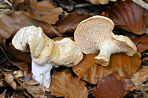 Wood hedgehog / Hedgehog mushroom (Hydnum repandum), Belgium