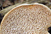 Wood hedgehog / Hedgehog mushroom (Hydnum repandum) showing spines on underside of cap, Belgium
