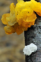 Yellow brain fungus (Tremella mesenterica) in yellow and colourless form, Belgium