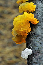Yellow brain fungus (Tremella mesenterica) in yellow and colourless form, Belgium