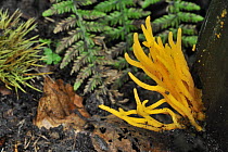 Yellow stagshorn / Yellow antler fungus (Calocera viscosa), Belgium