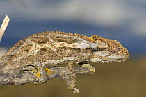 Robertson dwarf chameleon (Bradypodion gutturale) camouflaged on branch, Little Karoo, South Africa