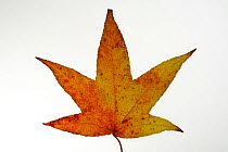 Japanese maple leaf (Acer palmatum) in autumn colours, native to Japan and Korea