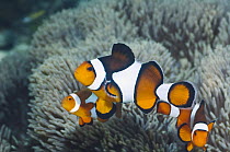 Clown anemonefish (Amphiprion percula) female with two small males. Raja Ampat, West Papua, Indonesia.