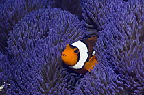 Clown anemonefish (Amphiprion percula) amongst tentacles of a blue variety of anemone (Stichodactyla gigantea) Raja Ampat, West Papua, Indonesia.
