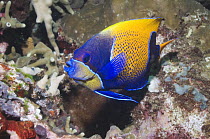 Blue-girdled angelfish (Pomacanthus navarchus). Solomon Islands. West Pacific.