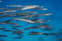 Pickhandle barracuda (Sphyraena jello), juveniles. Egypt, Red Sea