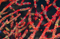 Brittlestars (Ophiothrix sp) wrapped round arms of Gorgonian coral / Sea fan. Raja Ampat, West Papua, Indonesia