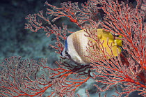 Klein's butterflyfish (Chaetodon kleinii) amongst gorgonian coral / sea fan. Raja Ampat, West Papua, Indonesia