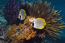 Panda butterflyfish (Chaetodon adiergastos) with featherstars, tunicate and soft coral. Raja Ampat, West Papua, Indonesia.