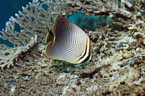 Eastern triangular butterflyfish (Chaetodon baronessa) feeding on coral polyps. Raja Ampat, West Papua, Indonesia