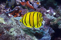 Eight-banded butterflyfish (Chaetodon octofasciatus) Solomon Islands.