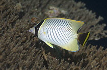 Chevroned butterflyfish (Chaetodon trifascialis). Raja Ampat, West Papua, Indonesia
