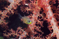Orange-lined cardinalfish (Archamia fucata) amongst soft coral. Egypt, Red Sea