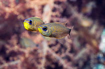 Orange-lined cardinalfish (Archamia fucata) pair with soft coral. Egypt, Red Sea