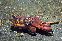 Flamboyant cuttlefish (Metasepia pfefferi) on seabed, Sulawesi, Indonesia