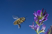 Honey bee {Apis mellifera} flying to flower, Europe, August