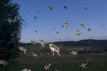 Large number of Honey bees {Apis mellifera} flying to hive, Europe, August