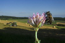 Honey bee {Apis mellifera} feeding on Clover flower, harvest landscape in background, Europe