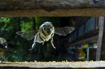 Honey bee {Apis mellifera} flying into hive, Europe, August
