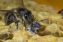 Honey bee {Apis mellifera} on honeycomb frame with worker bee emerging from cell, Europe, August