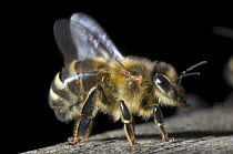 Honey bee {Apis mellifera} portrait, Europe, August