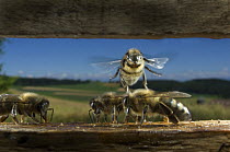 Honey bee {Apis mellifera} working bees flying into hive, Europe, August