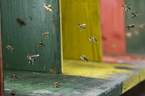 Honey bee {Apis mellifera} worker bees flying into hive, Europe, August