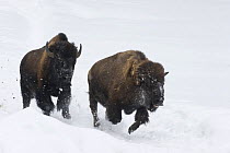Bison {Bison bison} running through snow, captive, Switzerland, February