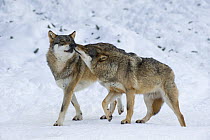 European grey wolf {Canis lupus} pair in snow, interacting, captive, Switzerland, February