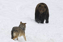 European grey wolf {Canis lupus} and European brown bear {Ursus arctos} captive, Switzerland, February