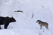European grey wolf {Canis lupus} and European brown bear {Ursus arctos} captive, Switzerland, February