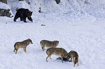 European grey wolf {Canis lupus} feeding on Chamois, watched by European brown bear {Ursus arctos} captive, Switzerland, February