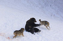 European grey wolf {Canis lupus} fighting European brown bear {Ursus arctos} captive, Switzerland, February
