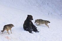 European grey wolf {Canis lupus} fighting European brown bear {Ursus arctos} captive, Switzerland, February