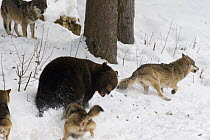 European grey wolf {Canis lupus} groups surrounding and fighting European brown bear {Ursus arctos} captive, Switzerland, February ^^^ Bear came out of hibernation and was dominant