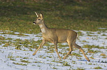 Roe deer {Capreolus capreolus} female trotting across snow, Switzerland, February