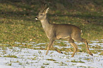 Roe deer {Capreolus capreolus} male trotting across snow, Switzerland, February