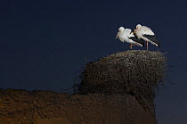 White stork {Ciconia ciconia} pair at nest at night, Marrakech, Morocco, January