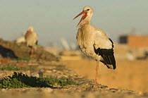 White stork {Ciconia ciconia} standing on one leg, calling, Marrakech, Morocco, January