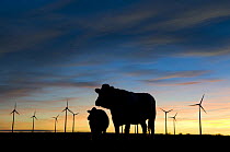 Silhouette of Cattle with wind farm in background, nr Donna Nook, Lincolnshire, UK,