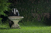 Badger {Meles meles} drinking from garden bird bath, Europe, July 2008