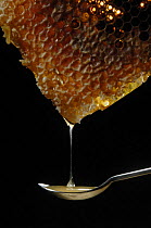 Honey dripping from honeycomb, Europe, July 2008